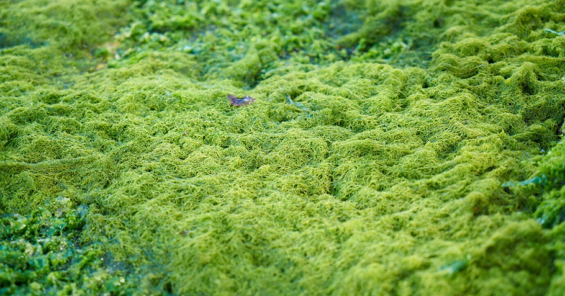 Klorela, spirulina ali obe?